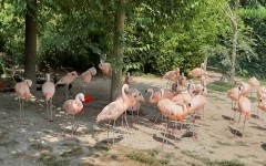 Fotografia zo zájazdu Víkendové kúpanie v talianskom Lignane!.