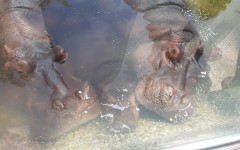 Fotografia zo zájazdu Víkendové kúpanie v talianskom Lignane!.