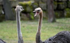 Fotografia zo zájazdu Víkendové Tropical Islands s delfínmi.