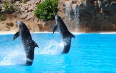 Fotografia zo zájazdu Víkendové Tropical Islands s delfínmi.