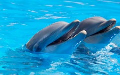 Fotografia zo zájazdu Víkendové Tropical Islands s delfínmi.