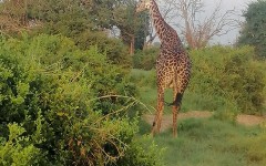 Fotografia zo zájazdu KEŇA – pravé africké dobrodružstvo na safari.