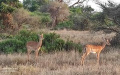 Fotografia zo zájazdu KEŇA – pravé africké dobrodružstvo na safari.