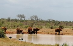 Fotografia zo zájazdu KEŇA – pravé africké dobrodružstvo na safari.