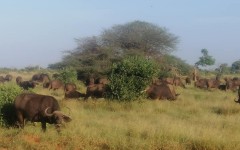 Fotografia zo zájazdu KEŇA – pravé africké dobrodružstvo na safari.
