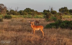 Fotografia zo zájazdu KEŇA – pravé africké dobrodružstvo na safari.