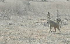 Fotografia zo zájazdu KEŇA – pravé africké dobrodružstvo na safari.