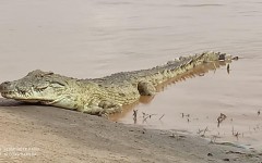 Fotografia zo zájazdu KEŇA – pravé africké dobrodružstvo na safari.