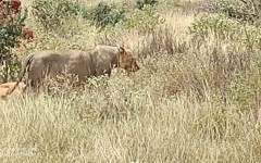 Fotografia zo zájazdu KEŇA – pravé africké dobrodružstvo na safari.