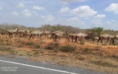 Fotografia zo zájazdu KEŇA – pravé africké dobrodružstvo na safari.