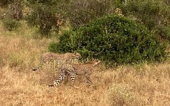 Fotografia zo zájazdu KEŇA – pravé africké dobrodružstvo na safari.