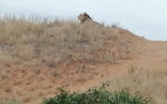 Fotografia zo zájazdu KEŇA – pravé africké dobrodružstvo na safari.