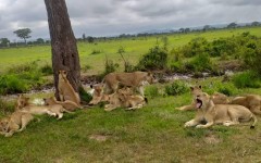 Fotografia zo zájazdu KEŇA – pravé africké dobrodružstvo na safari.