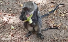 Fotografia zo zájazdu KEŇA – pravé africké dobrodružstvo na safari.