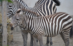 Fotografia zo zájazdu Budapešť Zoo alebo Travelling Galaxy.