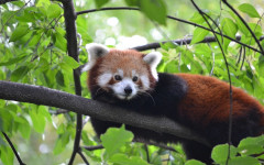 Fotografia zo zájazdu Budapešť Zoo alebo Travelling Galaxy.