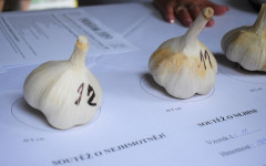 Fotografia zo zájazdu Festival cesnaku v Buchloviciach a romantický zámok.