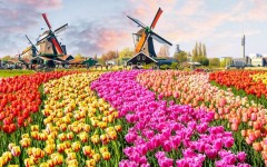 Fotografia zo zájazdu Tulipánový Amsterdam.