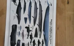 Fotografia zo zájazdu Čarovné Azorské ostrovy.